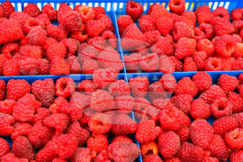 Лозница - фестивал на малината