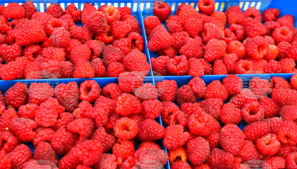 Лозница - фестивал на малината