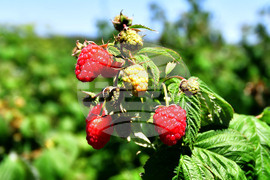 Лозница - фестивал на малината
