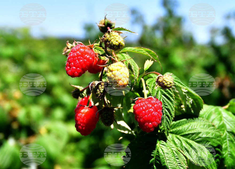 Лозница - фестивал на малината