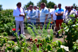 Лозница - фестивал на малината