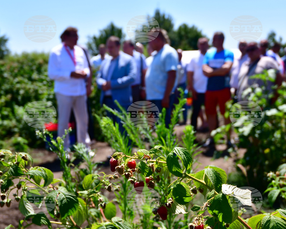 Лозница - фестивал на малината