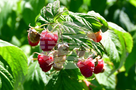 Лозница - фестивал на малината