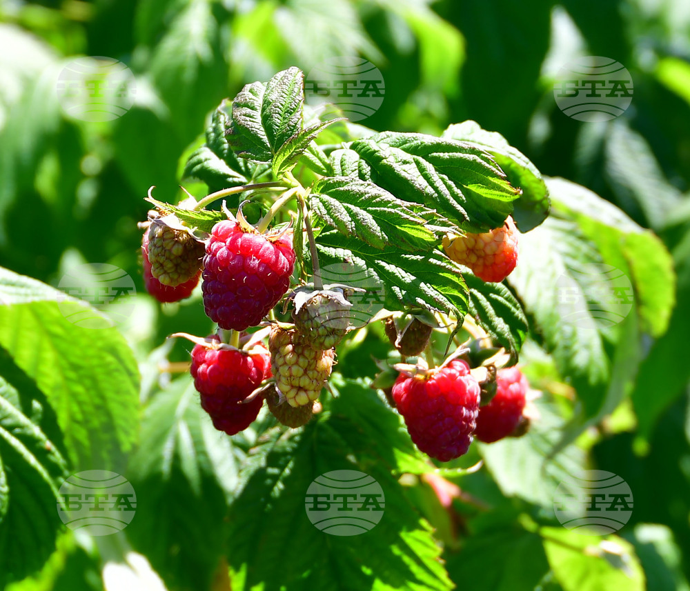 Лозница - фестивал на малината