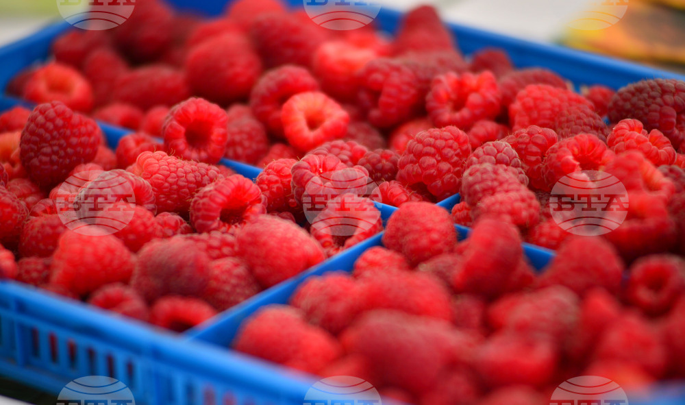 Лозница - фестивал на малината