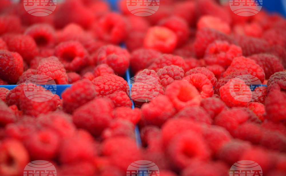 Лозница - фестивал на малината