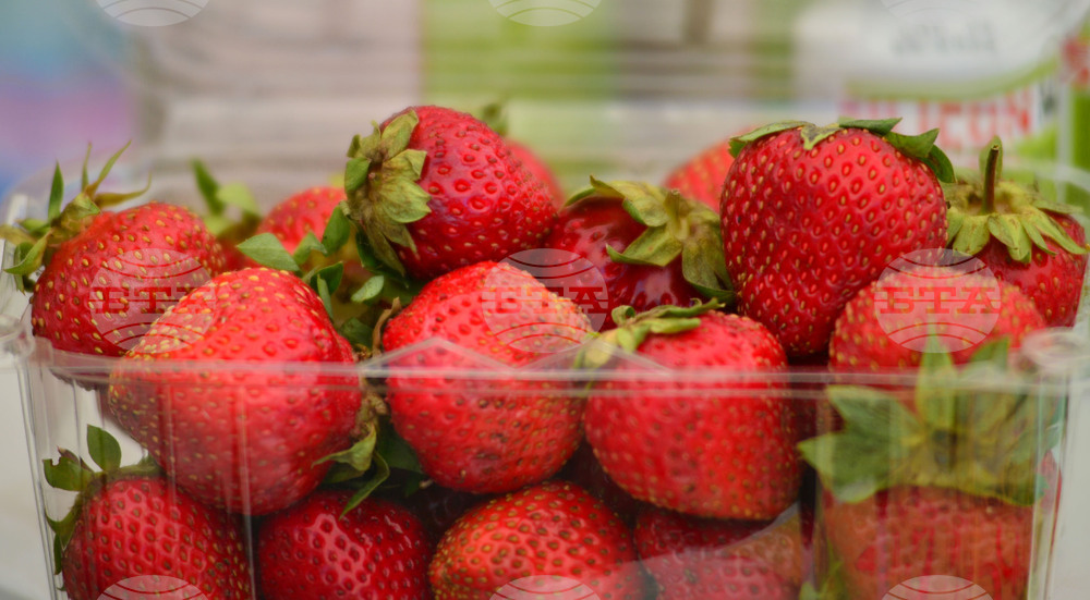 Лозница - фестивал на малината