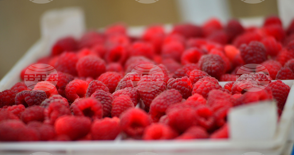 Лозница - фестивал на малината