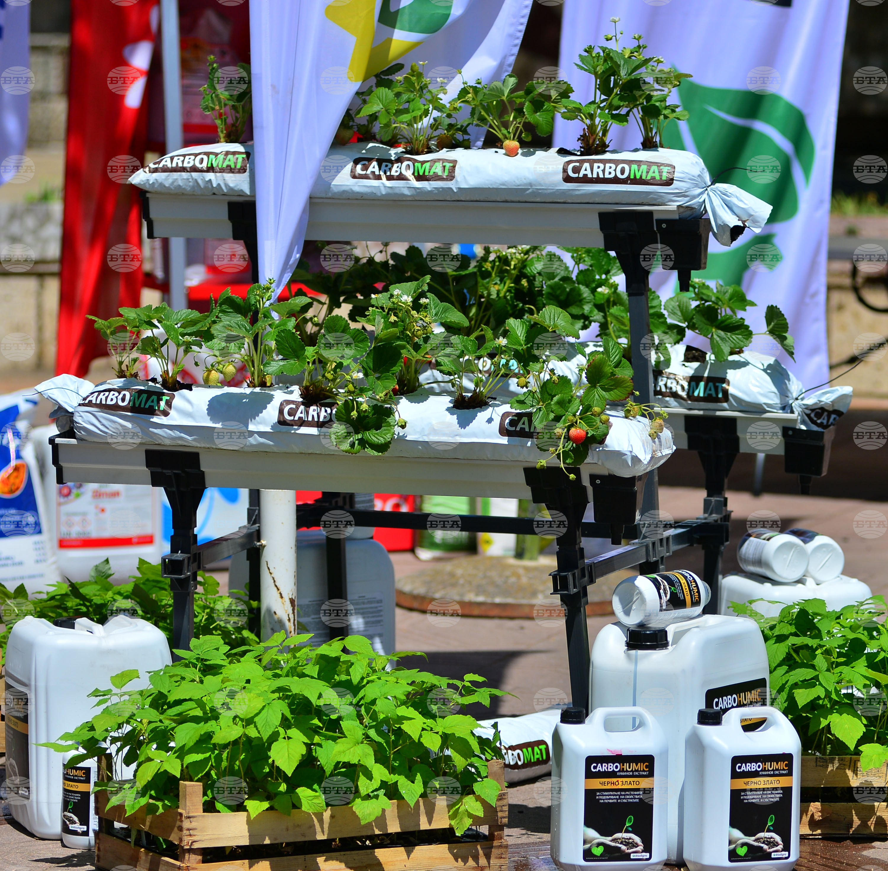 Лозница - фестивал на малината