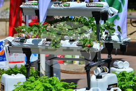 Лозница - фестивал на малината