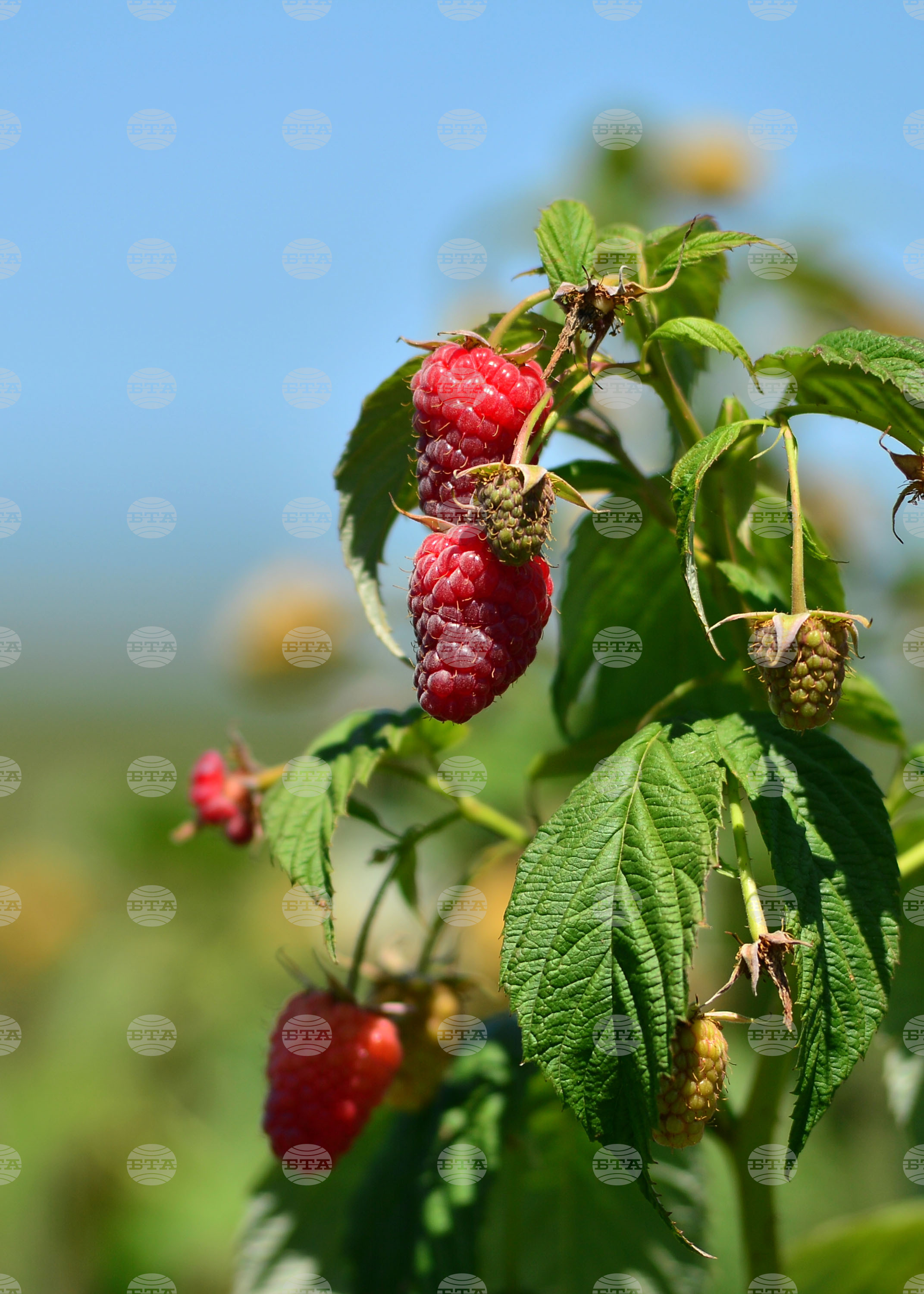 Лозница - фестивал на малината