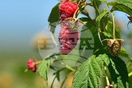 Лозница - фестивал на малината