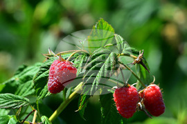 Лозница - фестивал на малината