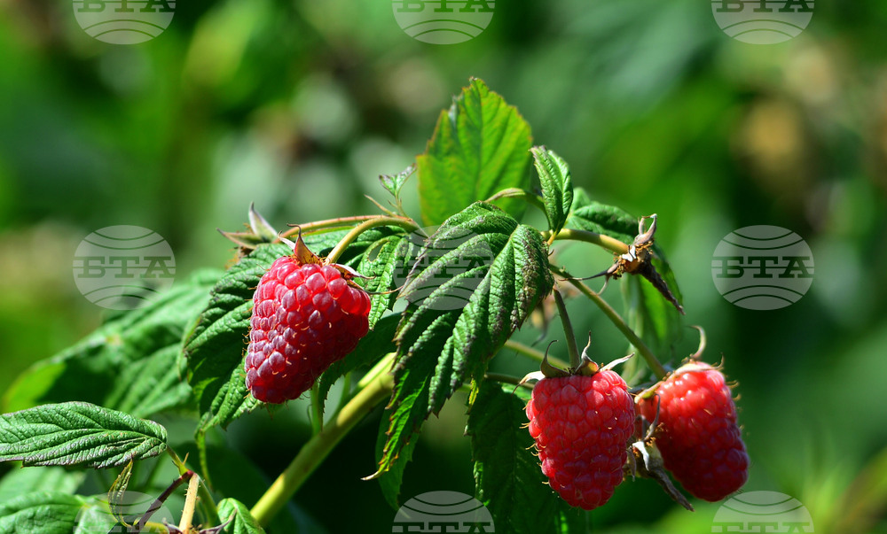 Лозница - фестивал на малината