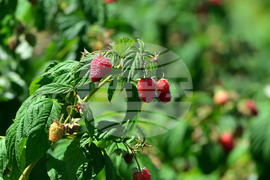 Лозница - фестивал на малината