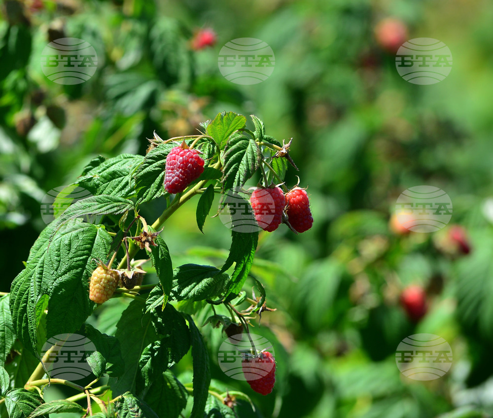 Лозница - фестивал на малината