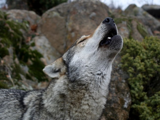 Утвърден е план за действие за европейския вълк