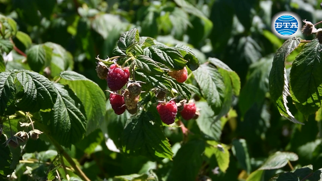 Лозница е домакин на Фестивал на малината