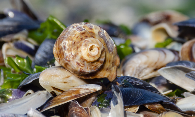 От днес туристите на румънското крайбрежие ще плащат с до 20 процента повече за лятната си почивка 