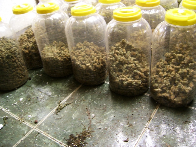 МВР: Близо 80 кг марихуана са иззети при спецоперация на ОДМВР-Пазарджик