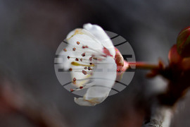 Село Богданци - разцъфнали овощни дръвчета