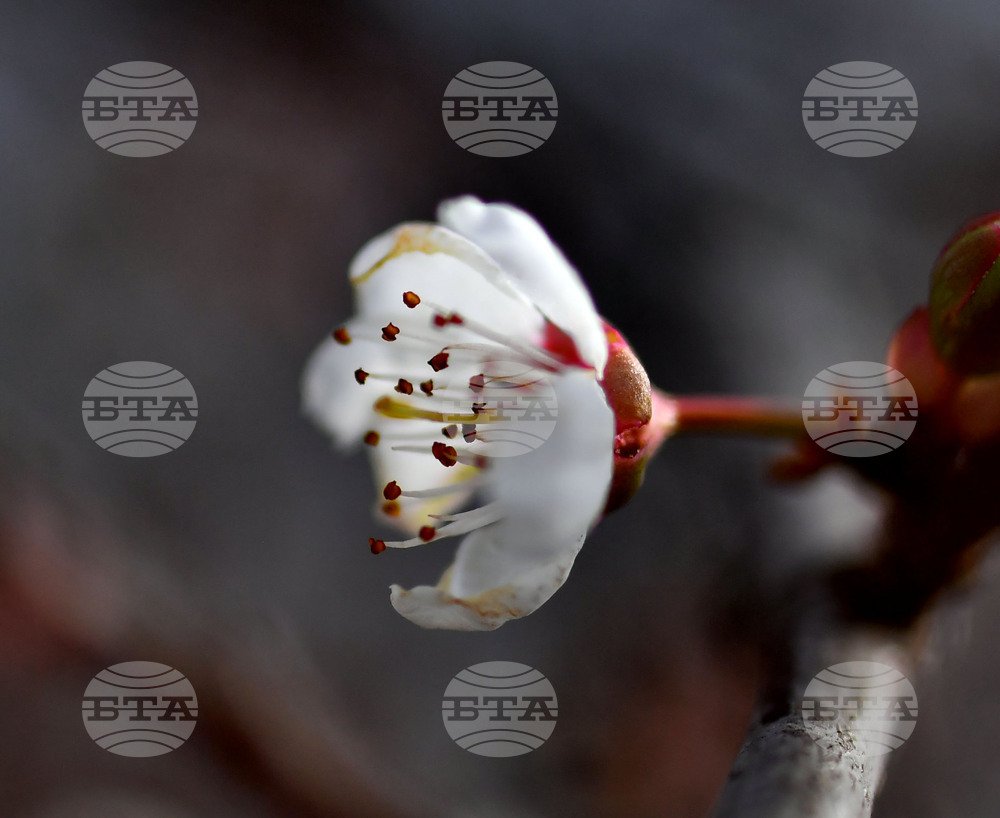 Село Богданци - разцъфнали овощни дръвчета