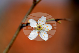 Село Богданци - разцъфнали овощни дръвчета