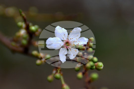 Село Богданци - разцъфнали овощни дръвчета