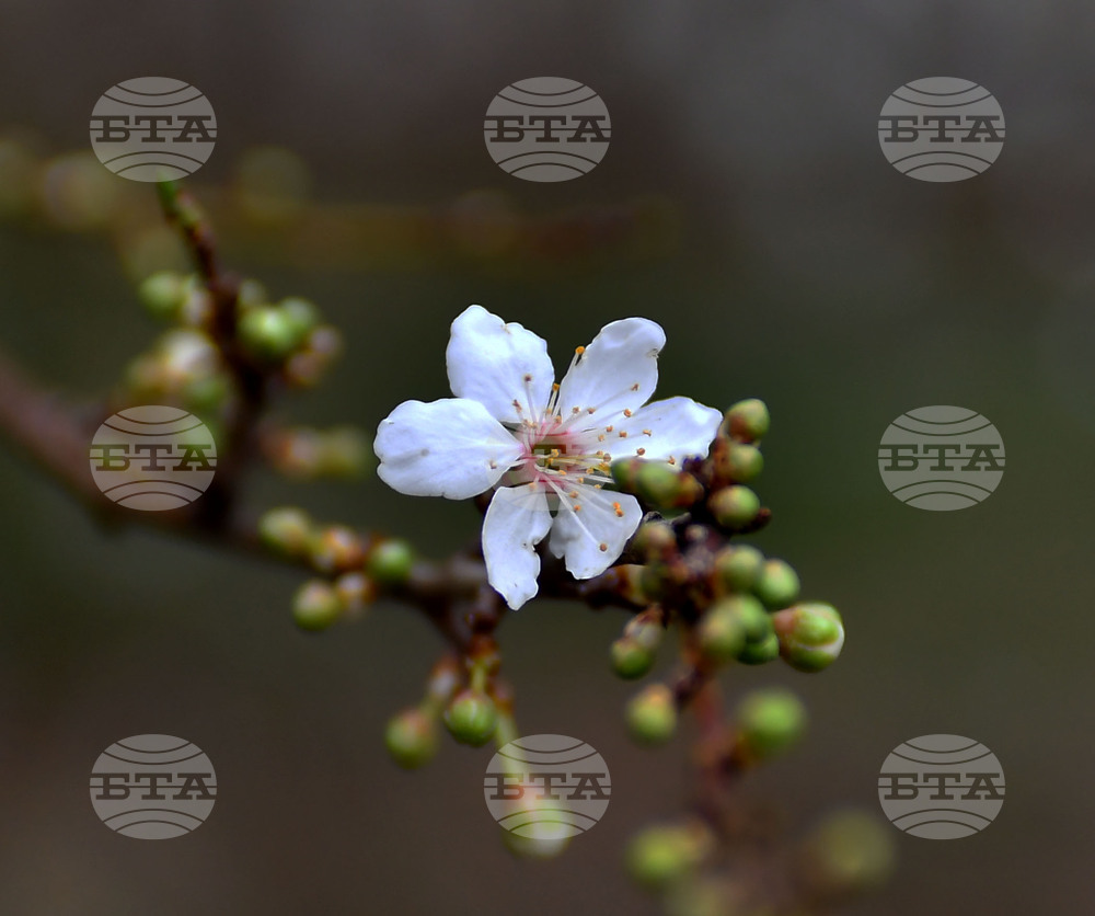 Село Богданци - разцъфнали овощни дръвчета