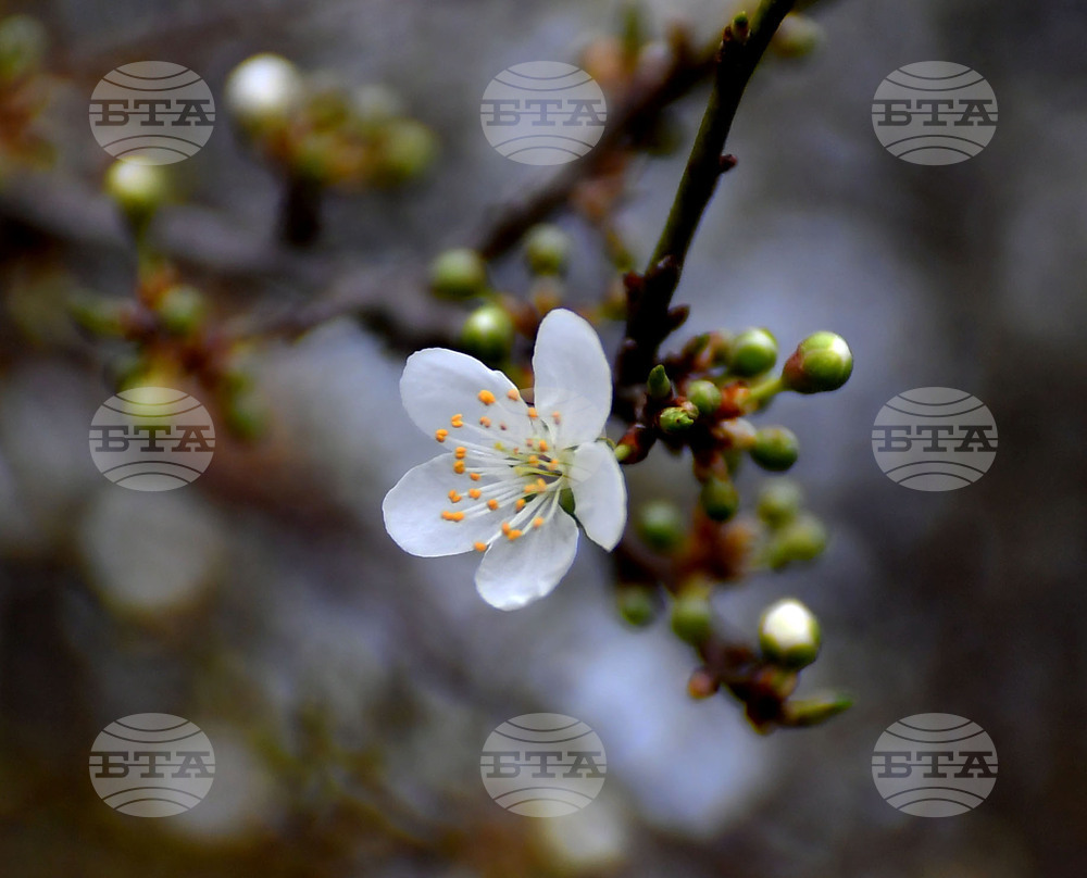 Село Богданци - разцъфнали овощни дръвчета