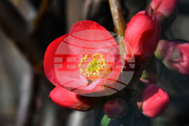 Село Богданци - разцъфнали овощни дръвчета