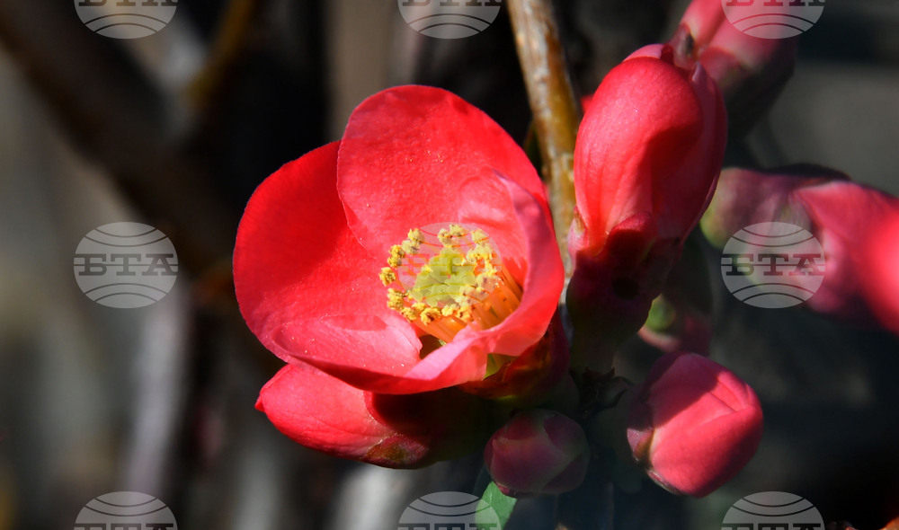 Село Богданци - разцъфнали овощни дръвчета