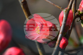 Село Богданци - разцъфнали овощни дръвчета