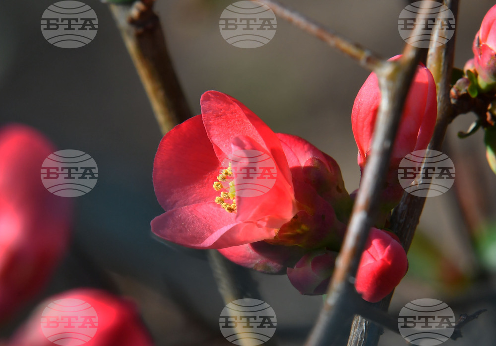 Село Богданци - разцъфнали овощни дръвчета