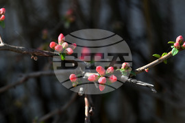 Село Богданци - разцъфнали овощни дръвчета