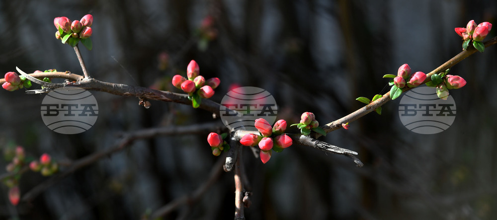 Село Богданци - разцъфнали овощни дръвчета
