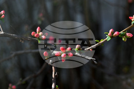 Село Богданци - разцъфнали овощни дръвчета