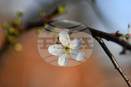 Село Богданци - разцъфнали овощни дръвчета