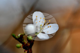 Село Богданци - разцъфнали овощни дръвчета