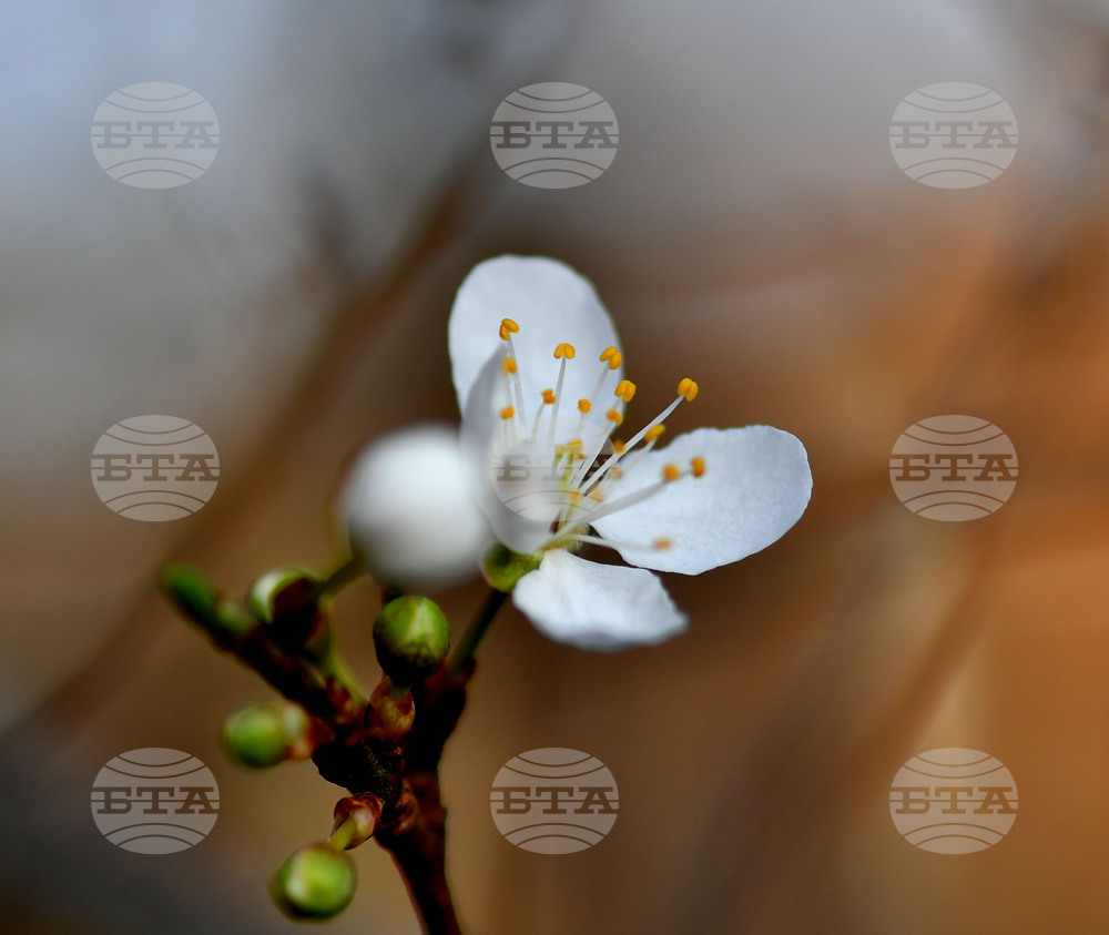 Село Богданци - разцъфнали овощни дръвчета