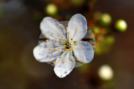 Село Богданци - разцъфнали овощни дръвчета