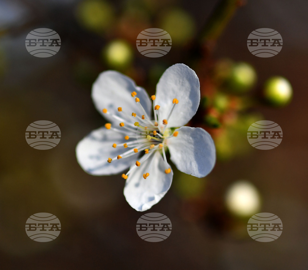 Село Богданци - разцъфнали овощни дръвчета