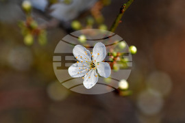 Село Богданци - разцъфнали овощни дръвчета