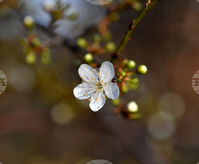 Село Богданци - разцъфнали овощни дръвчета