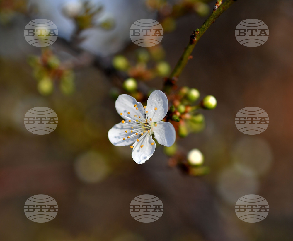 Село Богданци - разцъфнали овощни дръвчета