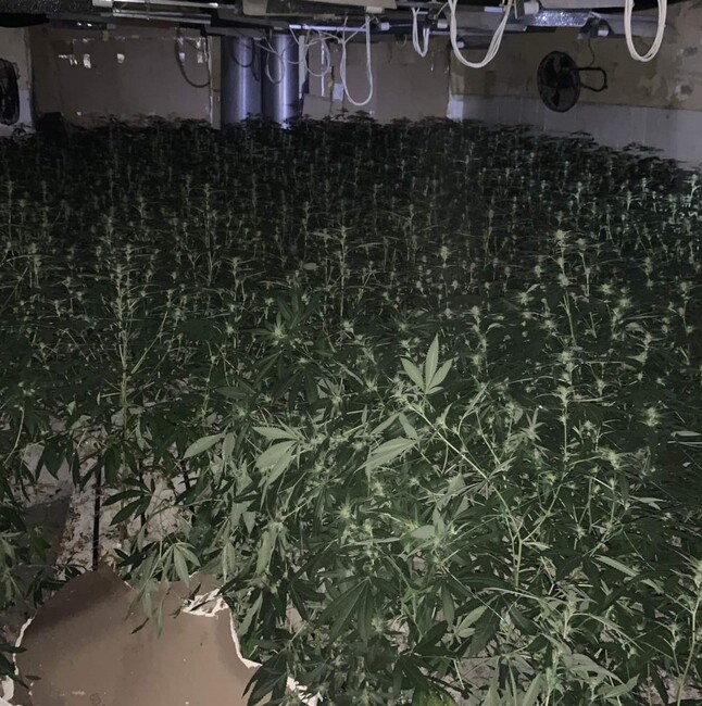 МВР: Над 850 канабисови растения и почти 2 килограма марихуана са иззети при спецакция на пловдивски криминалисти