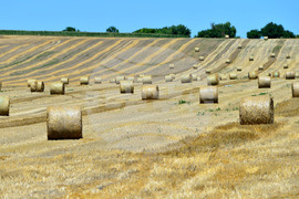 Село Ловско - земеделие