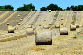 Село Ловско - земеделие