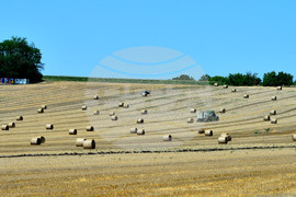 Село Ловско - земеделие