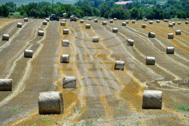 Село Ловско - земеделие